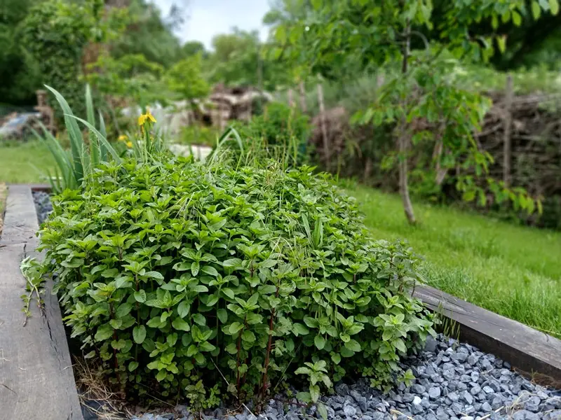 phytoépuration phytostation InphytO