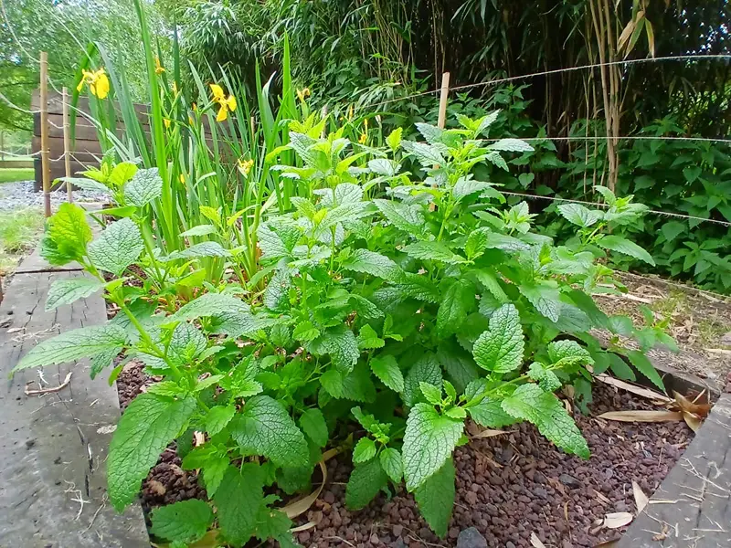 phytostation InphytO phytoépuration