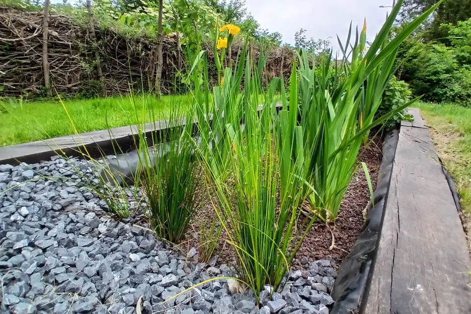 Phytoepuration-Inphyto-10-960x640