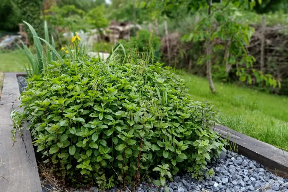 Phytoepuration-Inphyto-9-960x640